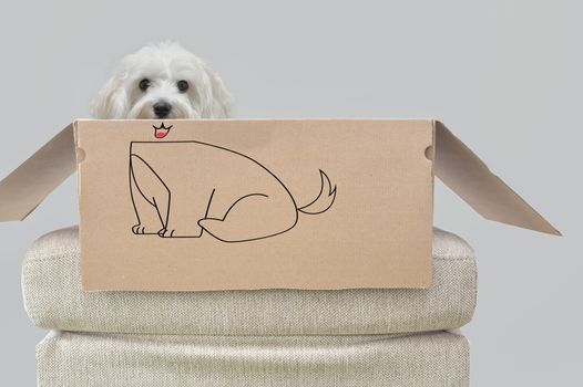 Conceptual Open box with Maltese Dog Sitting and Drawing Body