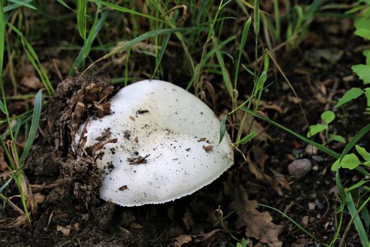 One white mushroom that just grows out of the earth