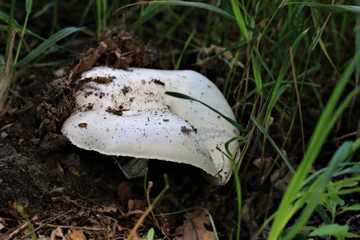 One white mushroom that just grows out of the earth