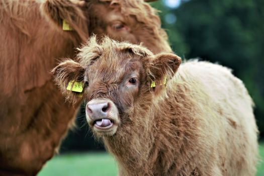 A Galloway calf licks his nose with his tongue