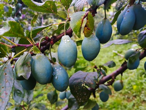 Green unripe plums on a branch in a row. Zavidovici, Bosnia and Herzegovina.
