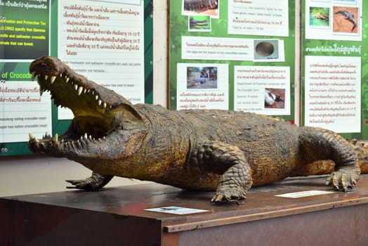 BANGKOK, TH - DEC 13: Crocodile at Dusit Zoo on December 13, 2016 in Khao Din Park, Bangkok, Thailand. Dusit Zoo is the oldest zoo in Bangkok, Thailand.