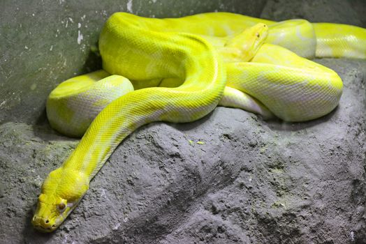 BANGKOK, TH - DEC 13: Yellow snake at Dusit Zoo on December 13, 2016 in Khao Din Park, Bangkok, Thailand. Dusit Zoo is the oldest zoo in Bangkok, Thailand.