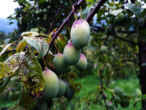 Unripe plums began to turn blue from top to bottom on the branches. Plum fruits. Zavidovici, Bosnia and Herzegovina.