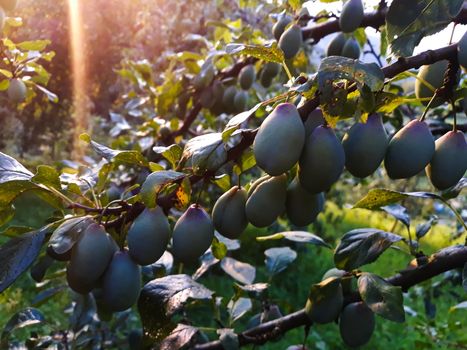 The plum fruit on the branch with the leaves on the tree, just beginning to get blue. In the orchard. Zavidovici, Bosnia and Herzegovina.