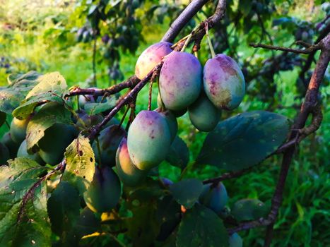 The plum fruit on the branch with the leaves on the tree, just beginning to get blue. In the orchard. Zavidovici, Bosnia and Herzegovina.