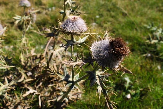 Dried flower heads of Thistle with sharp prickles in autumn. On the mountain Bjelasnica, Bosnia and Herzegovina.