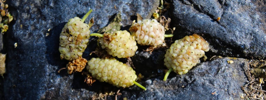 A banner of five white mulberry fruits against a dark blue stone background. Morus alba, white mulberry. Beja, Portugal.