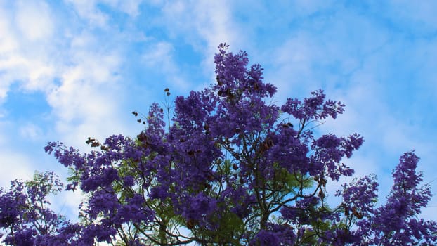 A branch of a blue jacaranda blossomed opposite the blue sky. Perfect blue composition. Beja, Portugal.