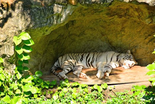 BANGKOK, TH - DEC 13: White tiger at Dusit Zoo on December 13, 2016 in Khao Din Park, Bangkok, Thailand. Dusit Zoo is the oldest zoo in Bangkok, Thailand.