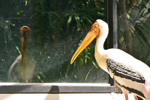 BANGKOK, TH - DEC 13: Stork at Dusit Zoo on December 13, 2016 in Khao Din Park, Bangkok, Thailand. Dusit Zoo is the oldest zoo in Bangkok, Thailand.