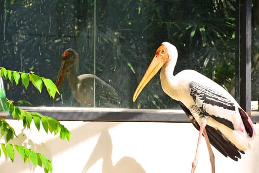 BANGKOK, TH - DEC 13: Stork at Dusit Zoo on December 13, 2016 in Khao Din Park, Bangkok, Thailand. Dusit Zoo is the oldest zoo in Bangkok, Thailand.