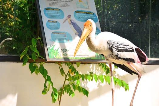 BANGKOK, TH - DEC 13: Stork at Dusit Zoo on December 13, 2016 in Khao Din Park, Bangkok, Thailand. Dusit Zoo is the oldest zoo in Bangkok, Thailand.