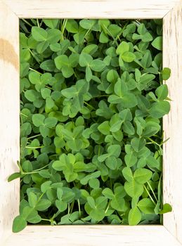 Vibrant, natural clover in a vertical, wooden frame