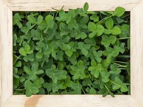 Vibrant, natural clover in a white wooden frame

