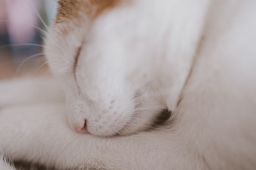 beautiful cute little white-red sleeping cat in closeup