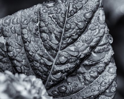 Highly textured monochrome view of hydrangea leaf with beads of rain.