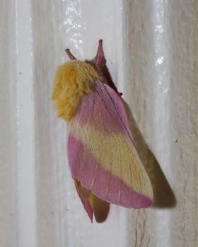 A colorful, fuzzy Rosy Maple moth clings to an outside door frame.