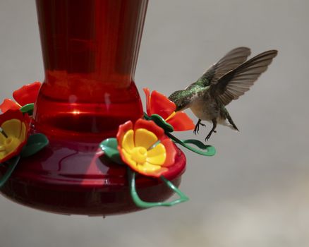 Female ruby-throated hummingbird hovers over a feeder while getting nectar.