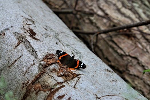 An admiral butterfly on a white birch trunk