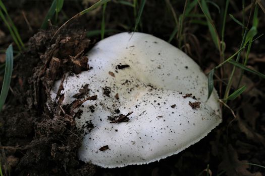 One white mushroom that just grows out of the earth