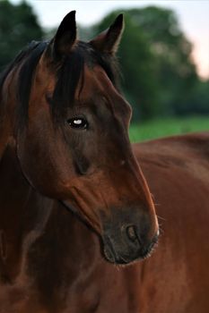 A portrait of a brown horse looking to the right sight