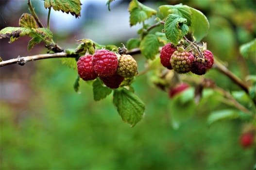 Some red raspberries on raspberry bush with green leaves