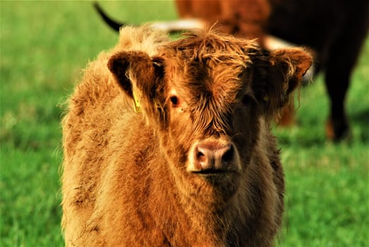 Face of a galloway calf as a portrait