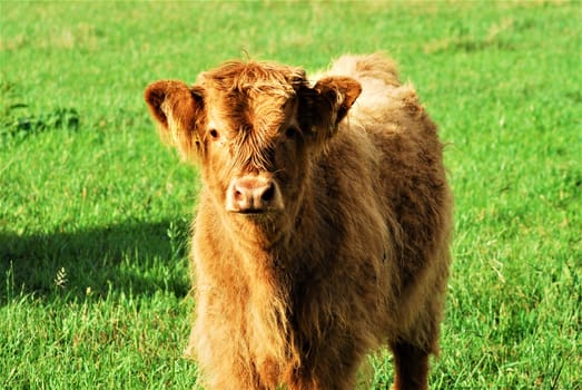 Face of a galloway calf as a portrait