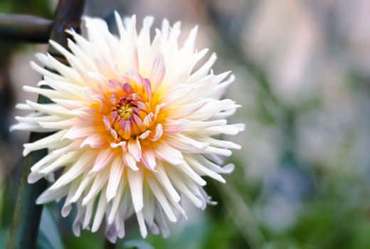 Close up of a white flowered dahlia. Gardening and botany