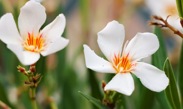 The white flower of an oleander plant. Gardening and botany