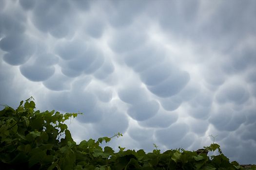 Menacing mammatus clouds before the storm, stormy sky, climate change and unpredictable terrifying mother nature