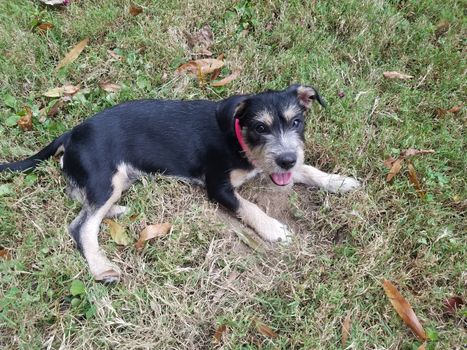 black and white puppy dog in green grass or lawn