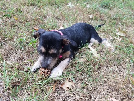 black and white puppy dog in green grass or lawn with pine cone