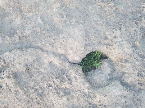 green plant growing in circular hole in rock at beach in Isabela, Puerto Rico