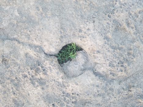 green plant growing in circular hole in rock at beach in Isabela, Puerto Rico