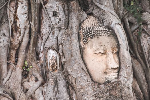 Buddha Head statue trapped in Bodhi Tree roots