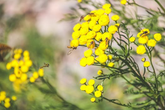 bee collecting nectar from a flower in a field on meadow