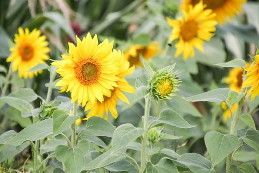Blooming sunflower on summer field.