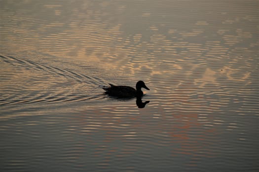 A duck during a great sunset swimming on a lake