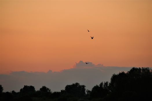 Seagulls,very small, against a red evening sky