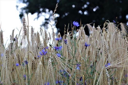 blue cornflowers between cereals in the field