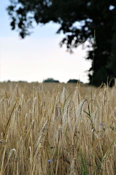 Barley in the field with trees on the side