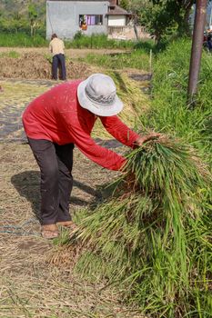 Female workers harvesting rice. Bali, Indonesia. Middle aged woman with white hat harvested rice.