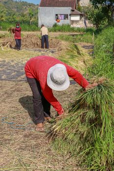 Female workers harvesting rice. Bali, Indonesia. Middle aged woman with white hat harvested rice.