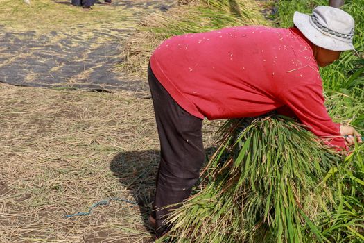 Female workers harvesting rice. Bali, Indonesia. Middle aged woman with white hat harvested rice.