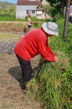 Female workers harvesting rice. Bali, Indonesia. Middle aged woman with white hat harvested rice.