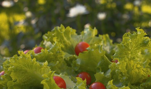 Close up green fresh lettuce and tomatoes on the plate in the garden on natural background. Healthy fresh food concept