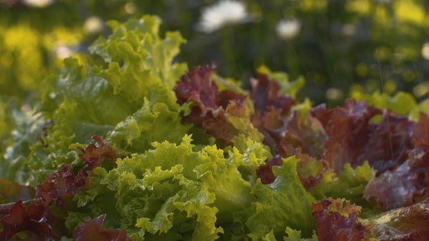 Close up fresh green and red lettuce on the table under the rain. Harvesting in a country farm. Healthy fresh food concept