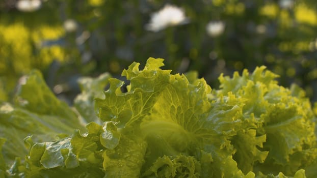 Close up green fresh lettuce on the table outdoors. Macro shooting food in a country farm. Healthy fresh food concept